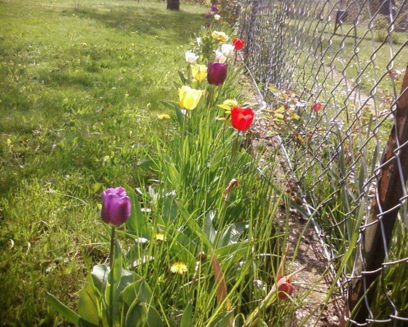Bunte Tulpen und andere Blumen blühen entlang eines Zauns im Garten.