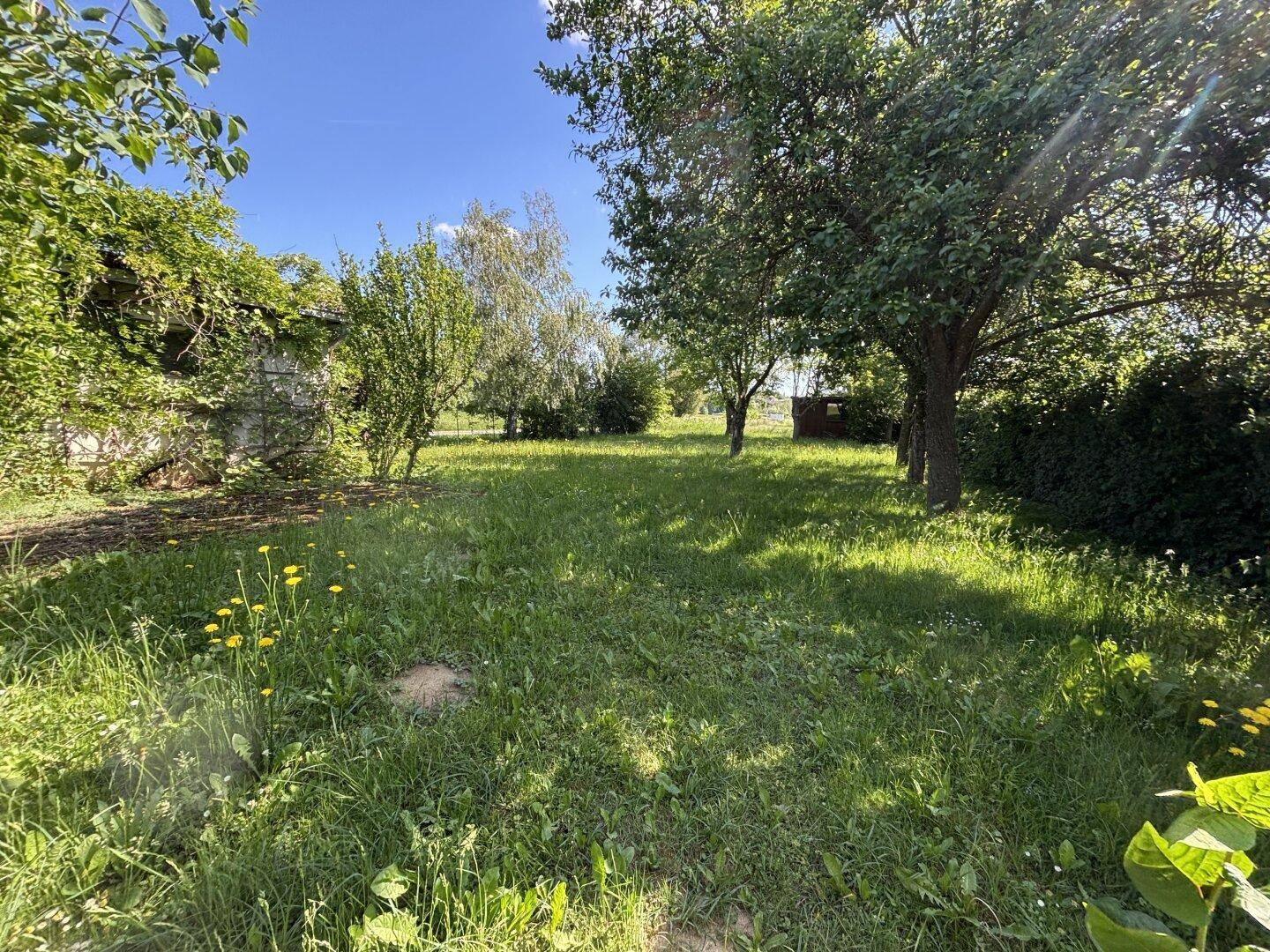 Sonniger Garten mit Rasenfläche und Obstbäumen, ideal für Erholung im Grünen.