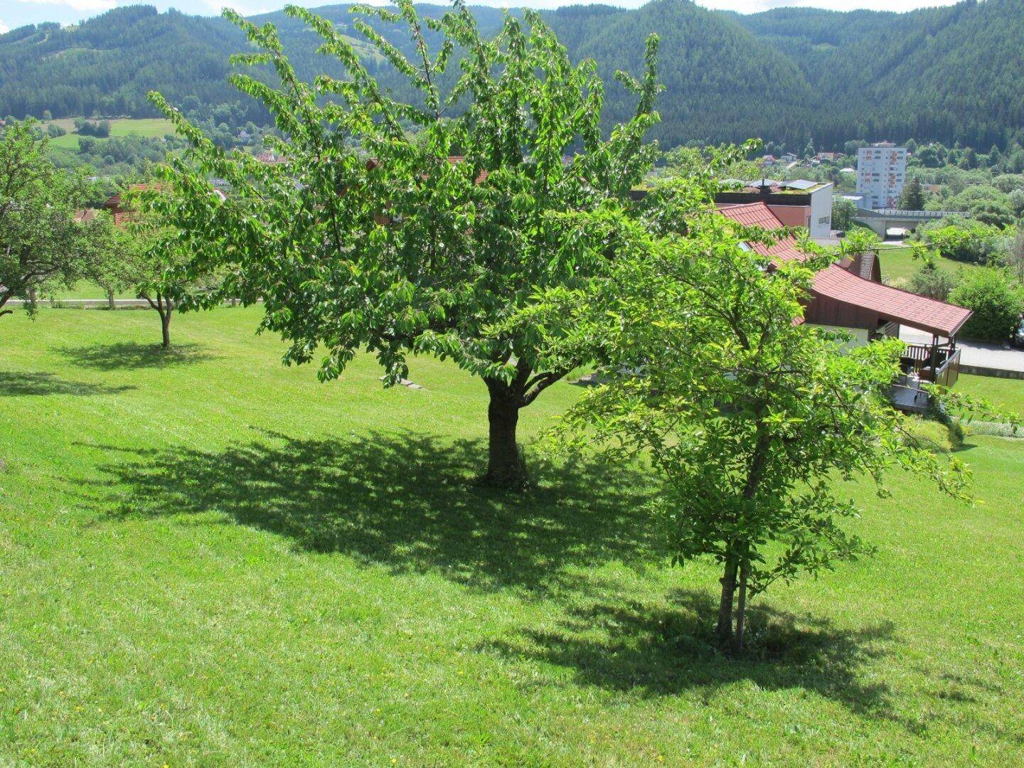 Weitläufige Rasenfläche mit Bäumen und einem malerischen Blick auf die umliegende Berglandschaft.