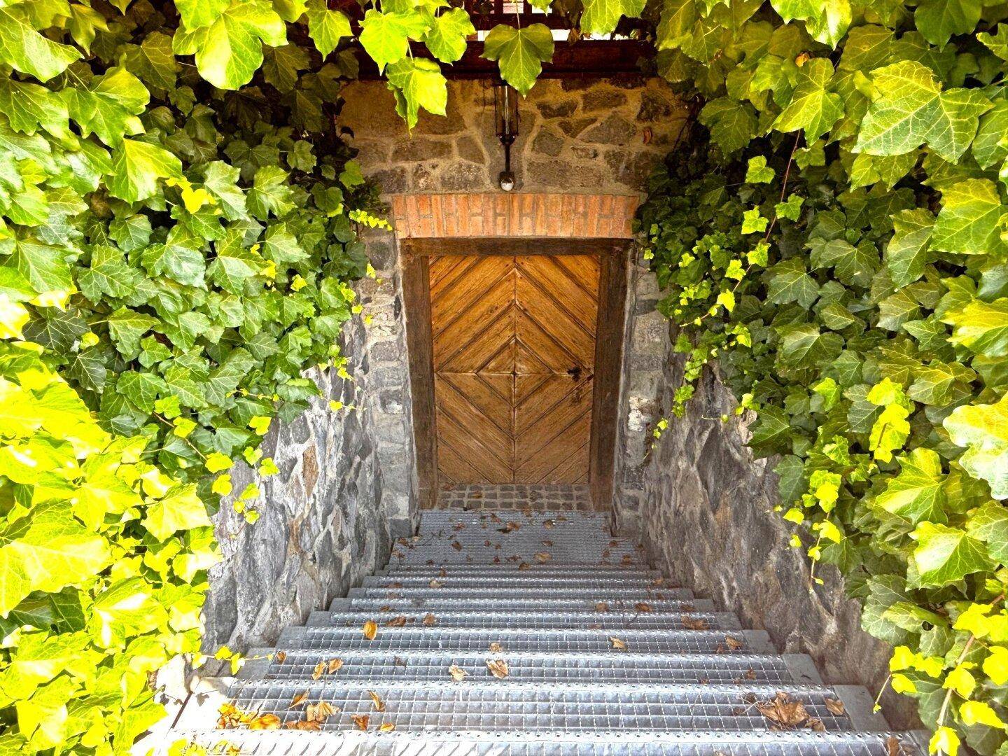 Rustikaler Kellereingang mit Steintreppe und Holztür, umgeben von dichtem Efeu.