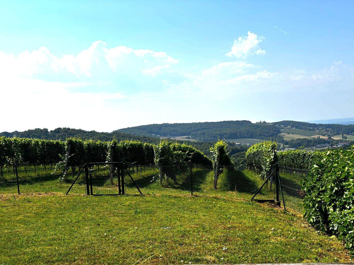 Weitläufiger Weinberg mit grünen Reben und sanften Hügeln unter einem strahlend blauen Himmel.