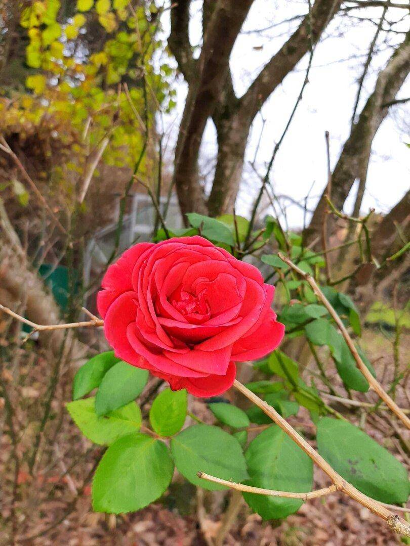 Nahaufnahme einer leuchtend roten Rose in einem Garten mit Bäumen im Hintergrund.