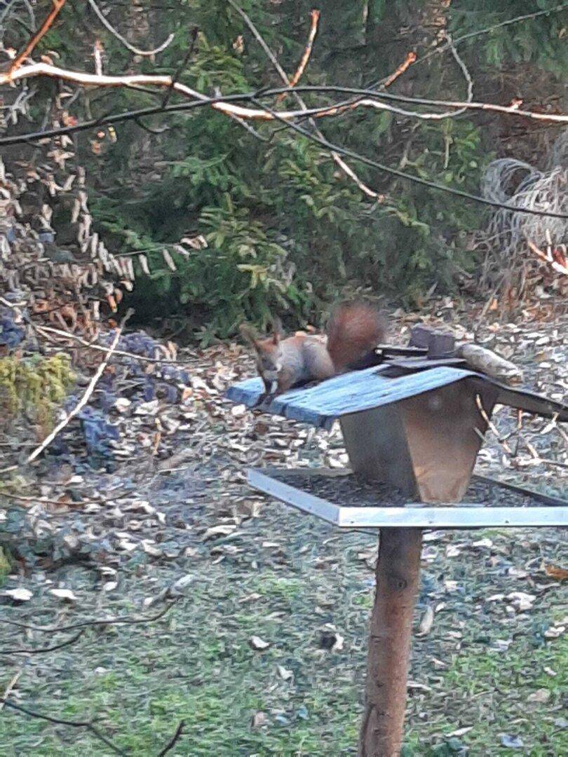 Ein Eichhörnchen sitzt auf einem Vogelhäuschen in einem naturnahen Gartenbereich.