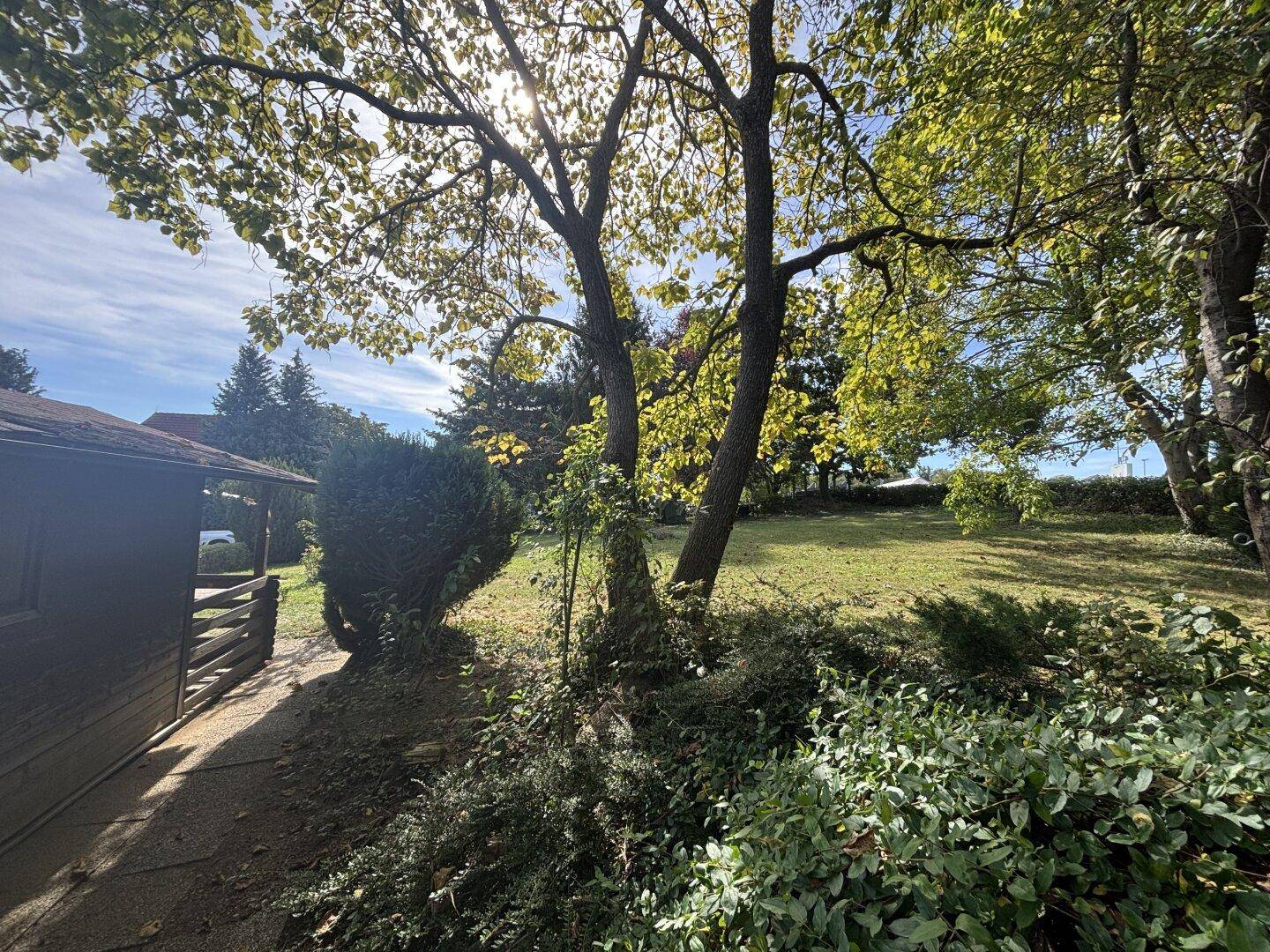 Sonniger Gartenbereich mit altem Baumbestand, Rasenfläche und einem Holzschuppen im Hintergrund.