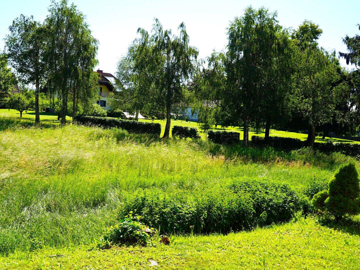 Naturbelassene Grünfläche mit Bäumen im Hintergrund, ideal für Erholung.