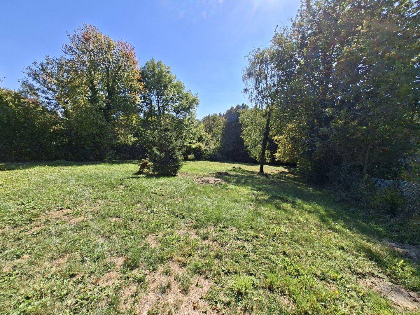 Ausgedehnte grüne Wiese mit vereinzelten Bäumen und viel Sonnenlicht, umgeben von Natur.