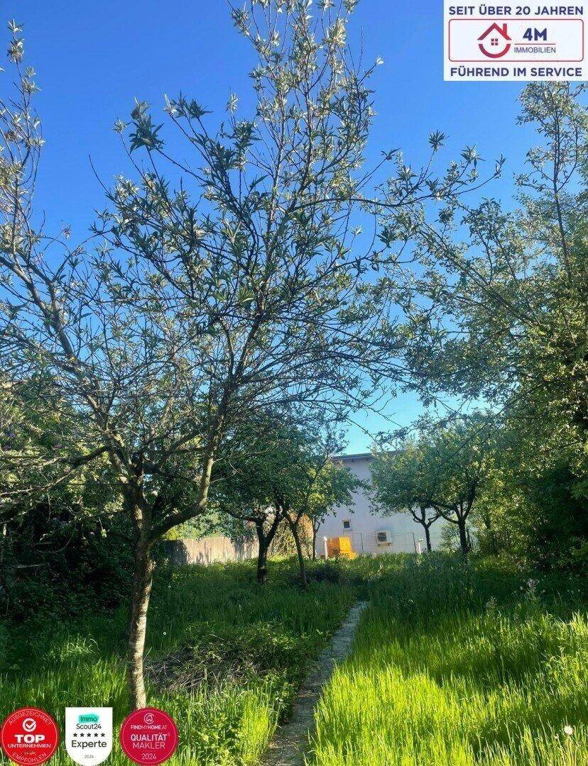 Naturbelassener Gartenbereich mit hohen Bäumen und einem Pfad, der zum Haus führt.