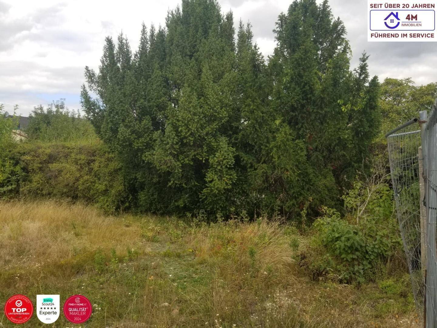 Grünes Grundstück mit dichtem Baumbestand und trockenem Gras im Vordergrund.
