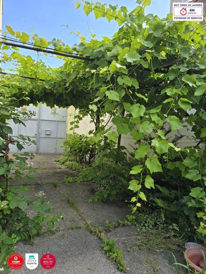Ein von Weinreben überwachsener Weg führt zu einem Tor, umgeben von üppigem Grün.
