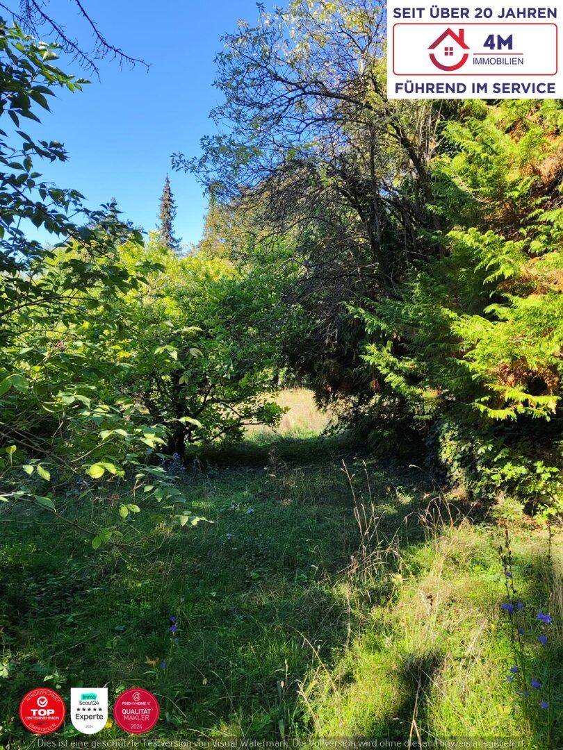Naturbelassener Gartenbereich mit dichtem Bewuchs und einem kleinen Pfad.