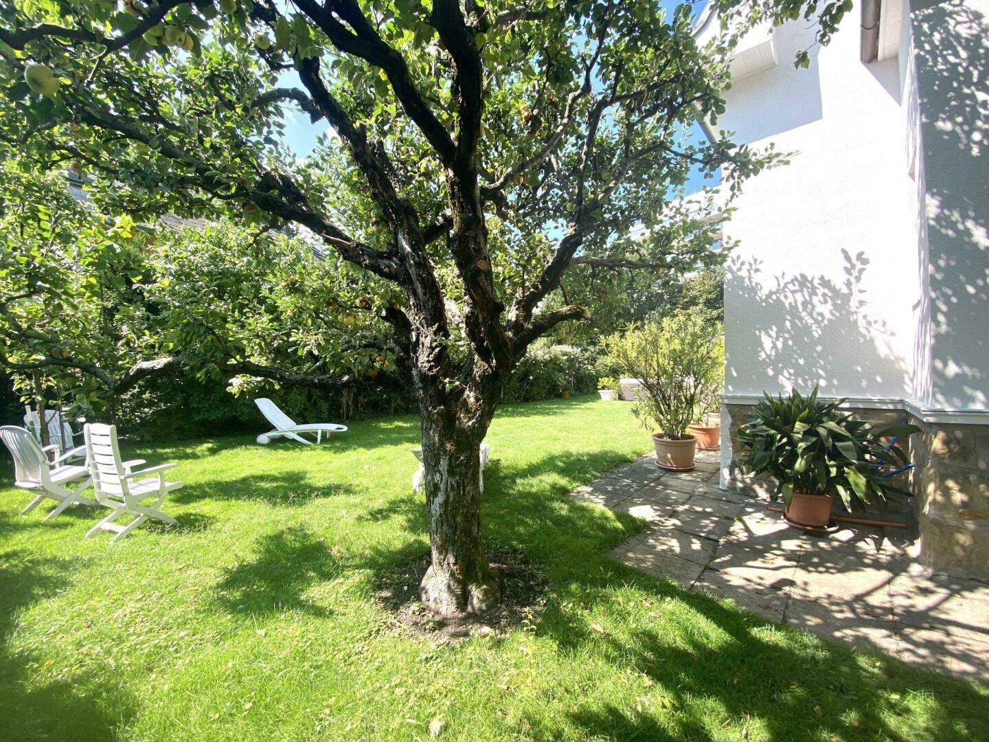 Sonniger Garten mit altem Obstbaum, Rasenfläche und Liegestühlen für Entspannung im Freien.