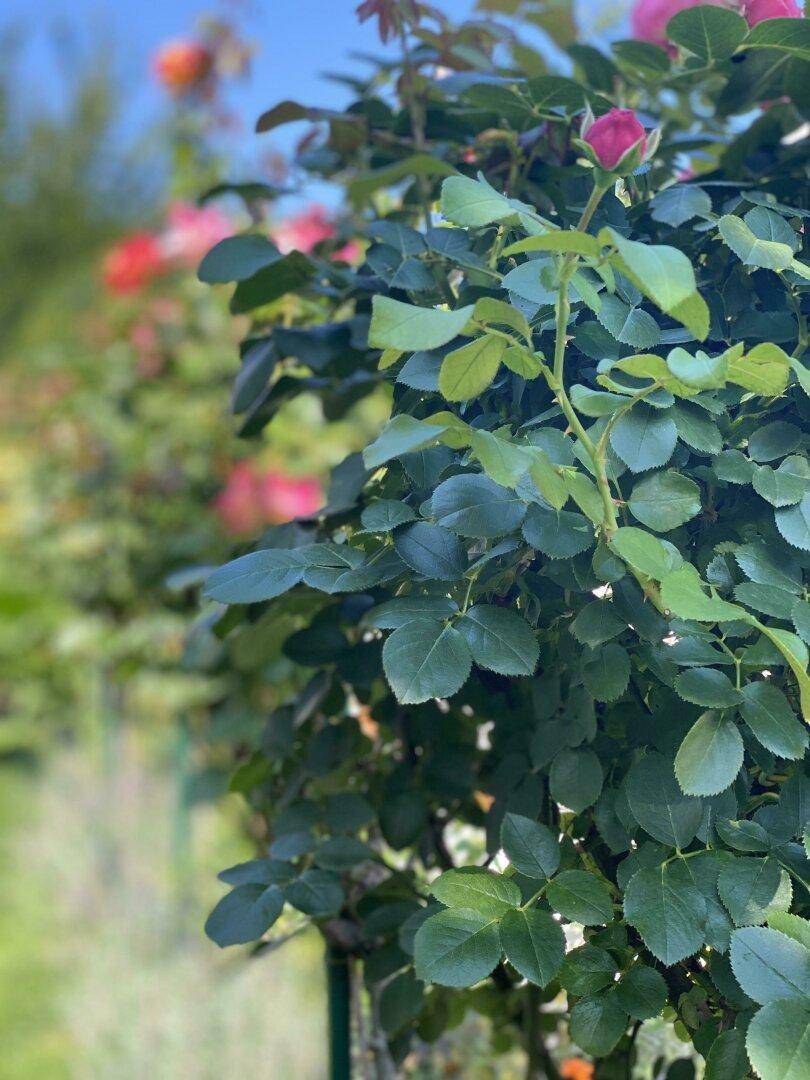 Nahaufnahme einer blühenden Rosenpflanze mit zarten rosa Blüten im Garten.