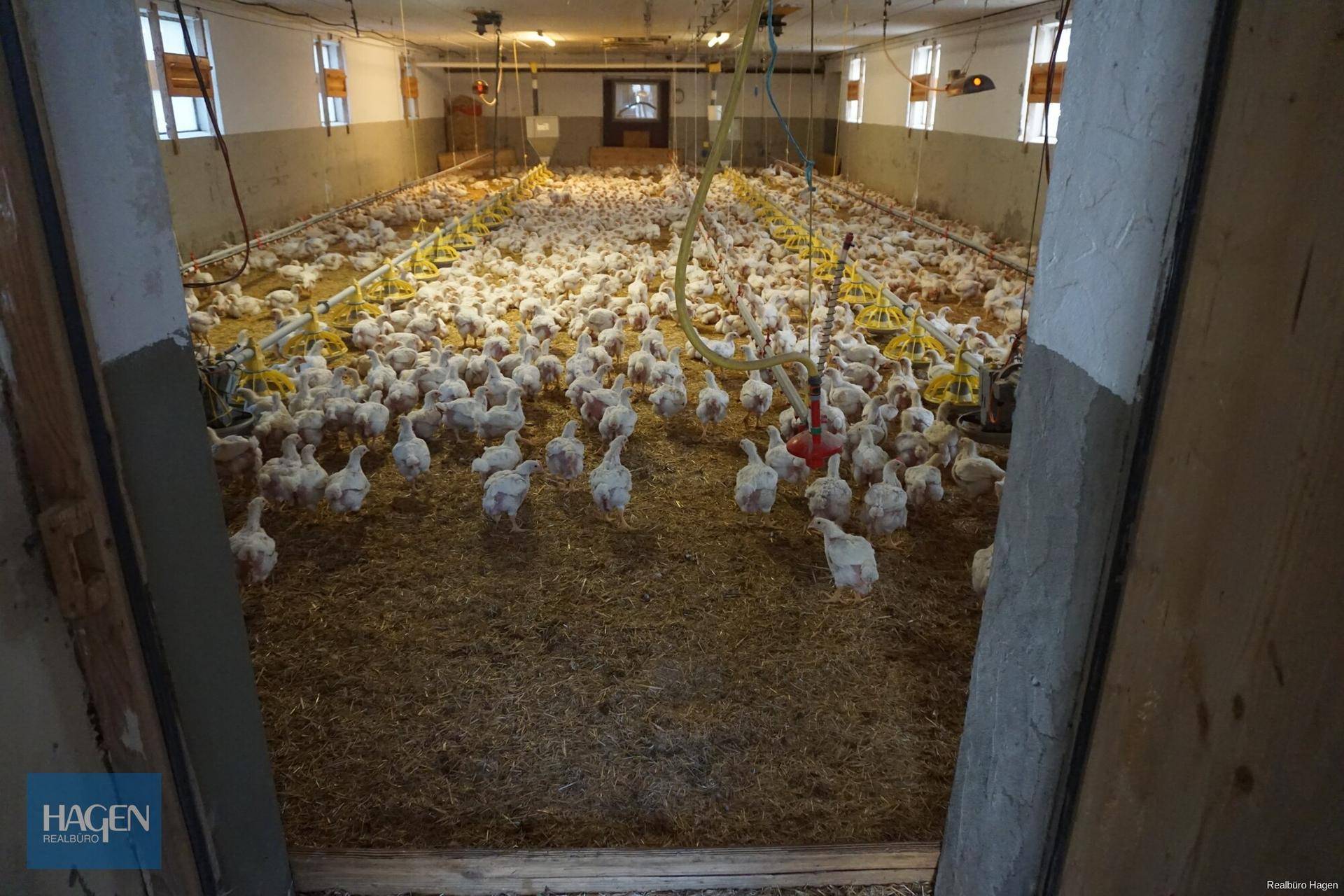 Großer Stallraum mit zahlreichen Masthühnern auf Stroh und automatischen Fütterungssystemen.
