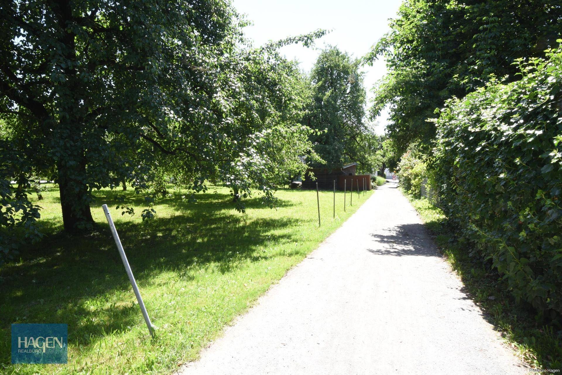 Idyllischer Weg entlang einer grünen Hecke und schattenspendenden Bäumen.
