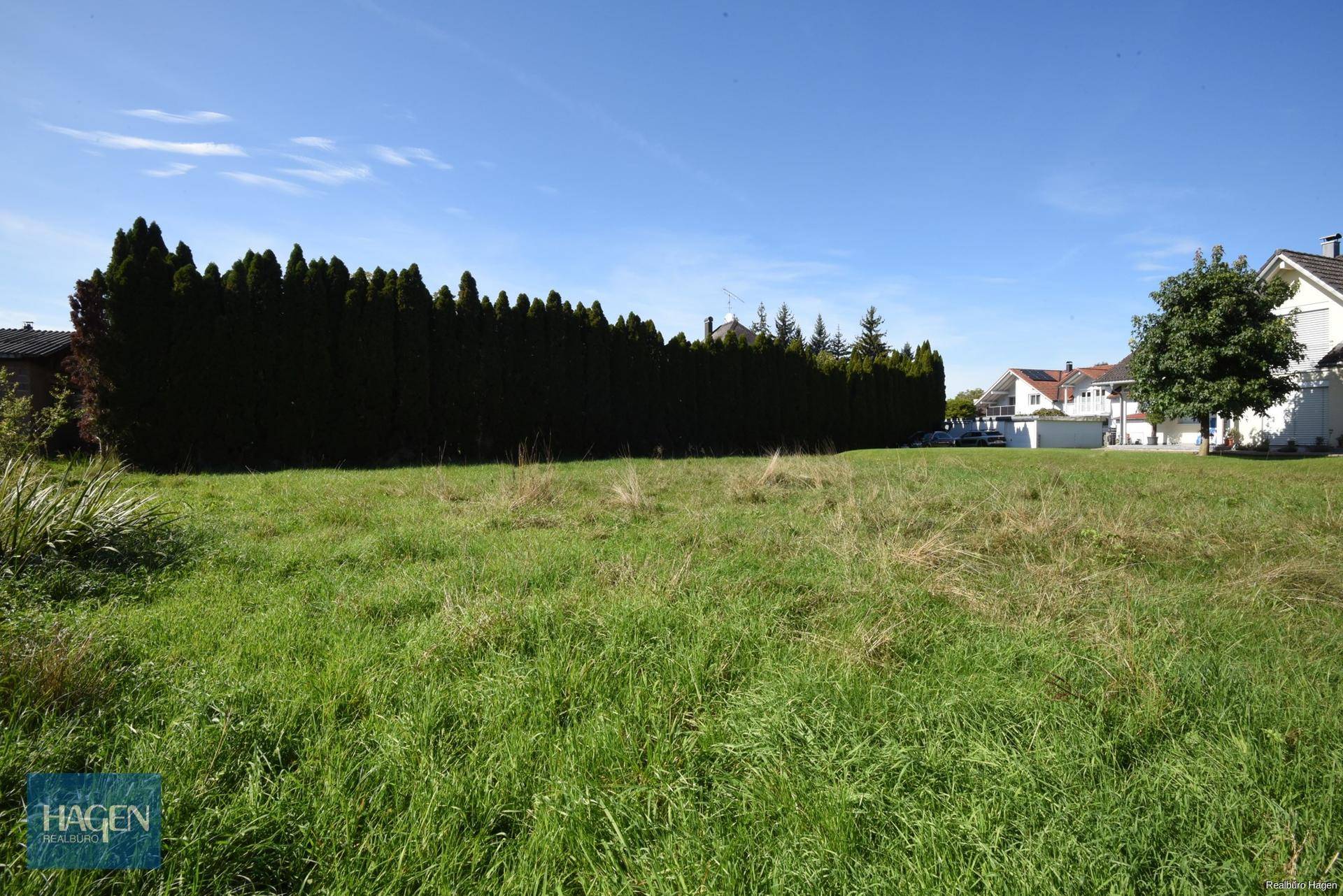 Grünes Wiesengrundstück mit hoher Hecke im Hintergrund und angrenzenden Wohnhäusern.
