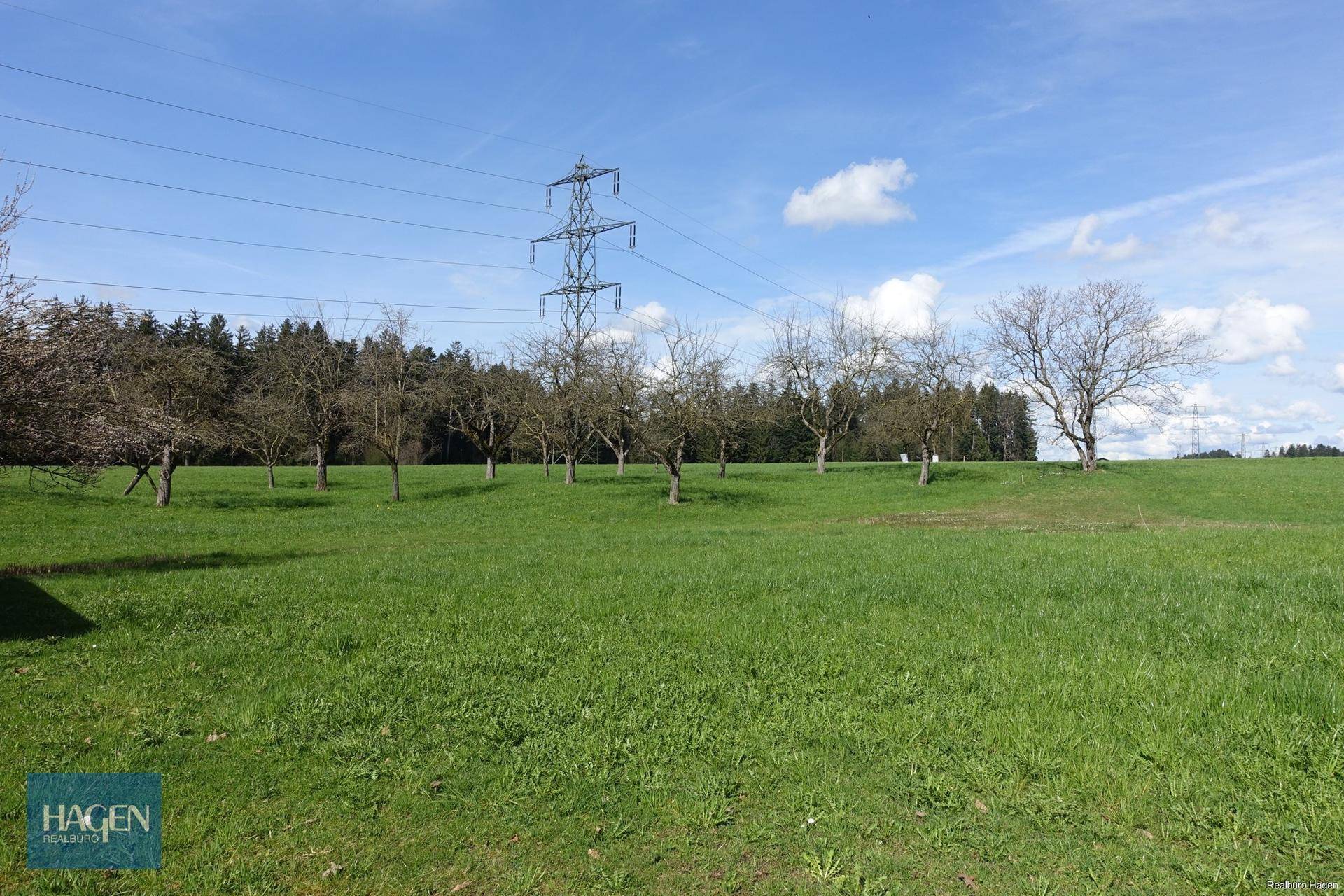 Grüne Wiese mit Obstbäumen und Stromleitungen unter blauem Himmel, umgeben von Wald.