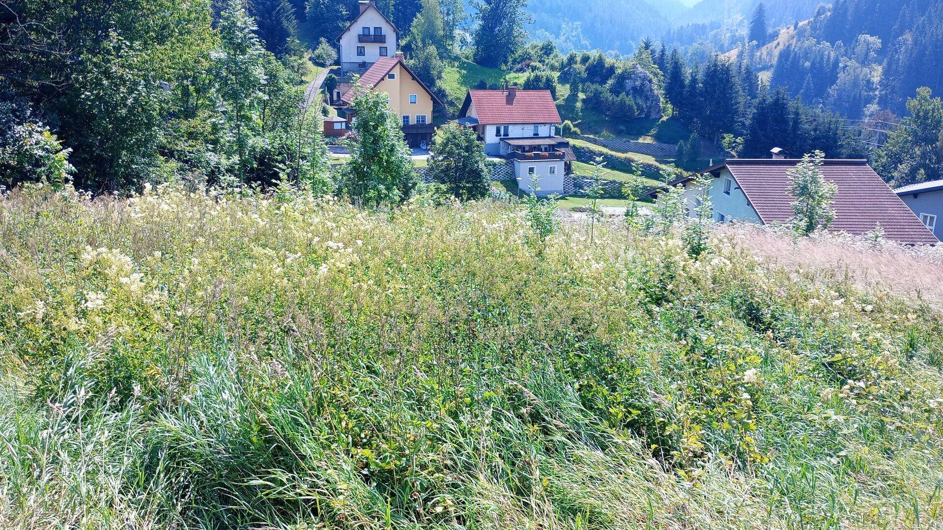 Weitläufige grüne Wiese mit mehreren Häusern am Hang und bewaldeten Bergen im Hintergrund.
