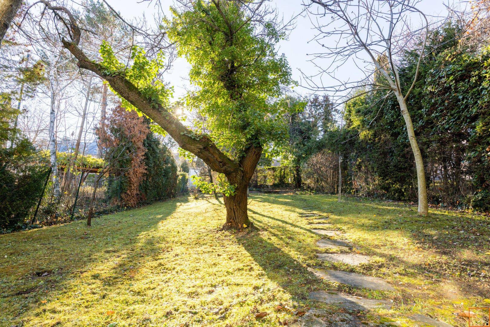 Sonniger Garten mit Rasenfläche, einem Baum in der Mitte und einem Steinpfad.