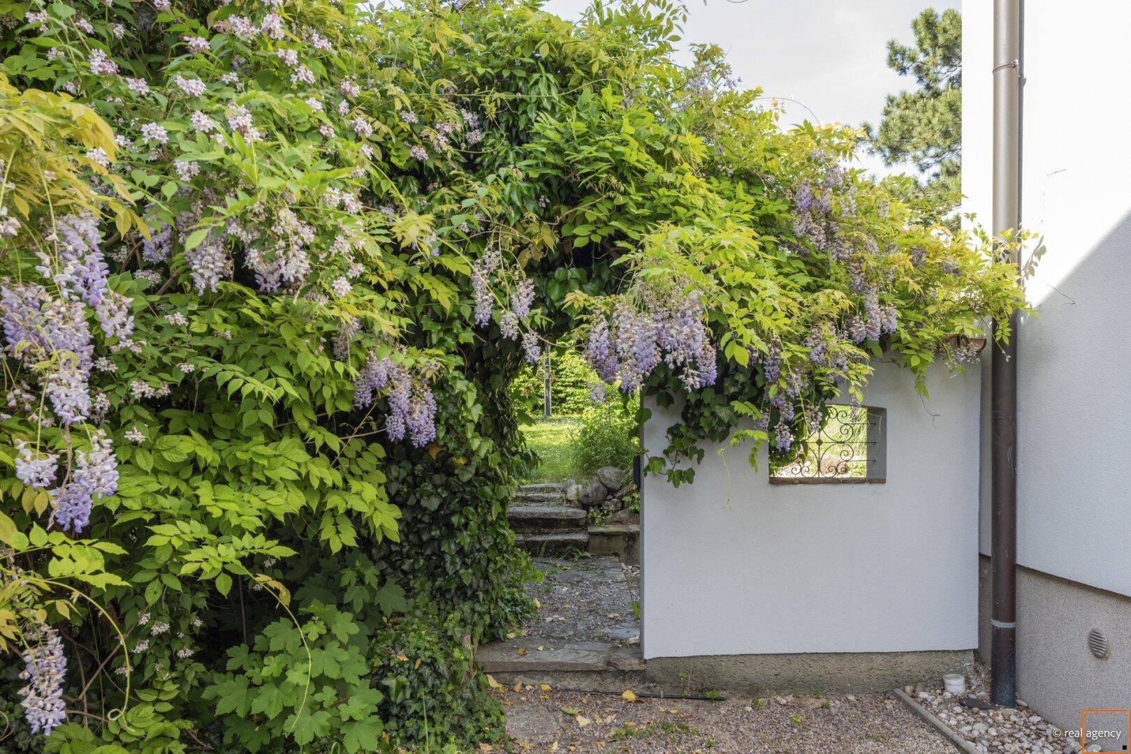 Blühender Blauregen bildet einen malerischen Bogen über einem Gartenweg neben dem Haus.
