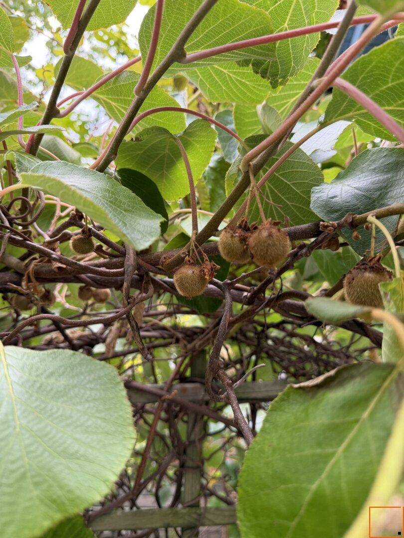 Kiwi-Ernte
