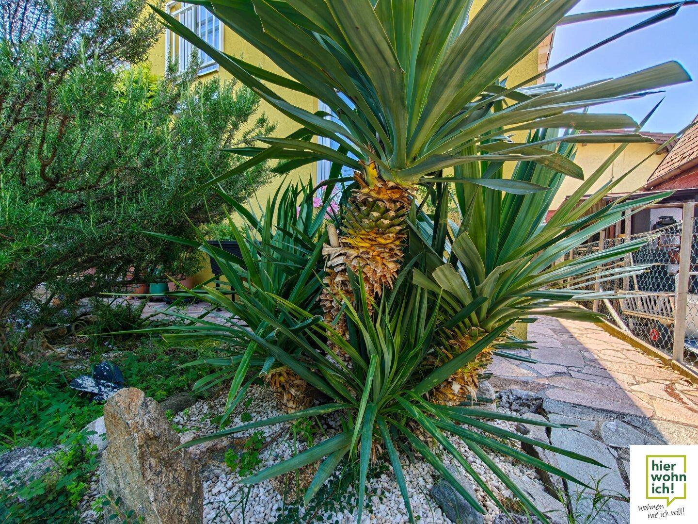 Exotische Yucca-Pflanzen in einem Kiesbeet neben einem gepflasterten Gartenweg.