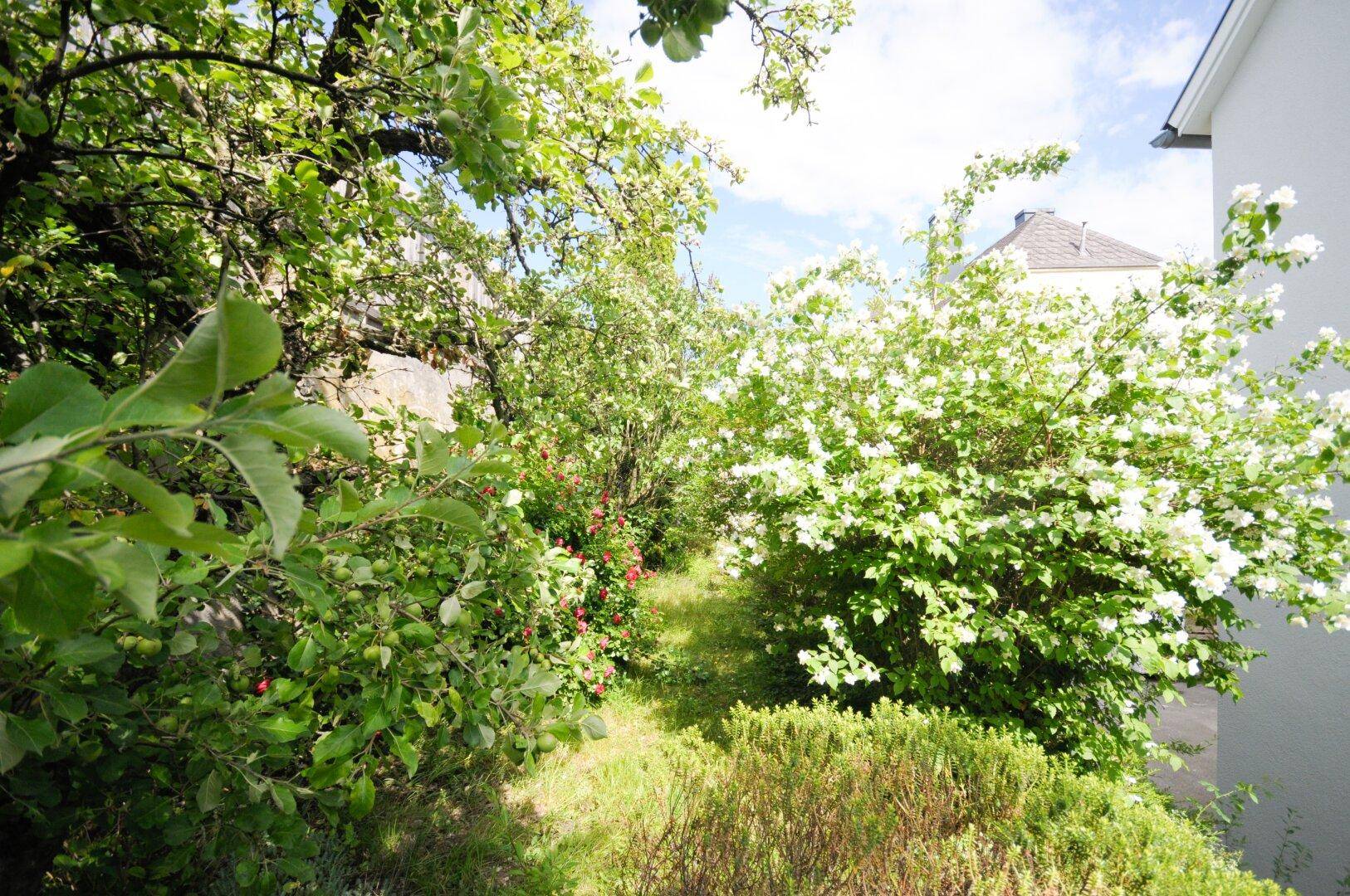 Grüner Gartenpfad mit blühenden Sträuchern und Bäumen, der zu einem Haus führt.