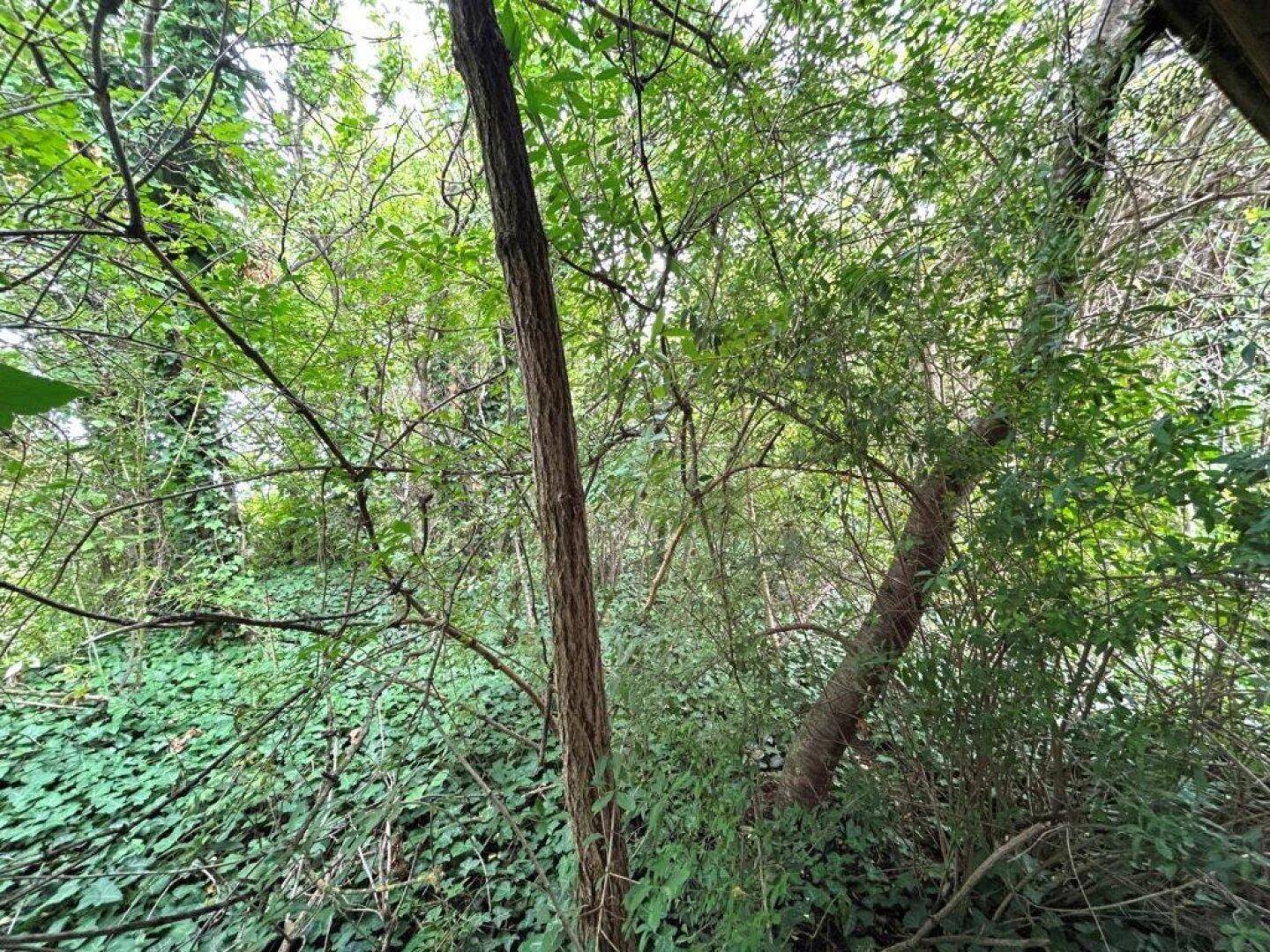 Wald hinter dem Presshaus