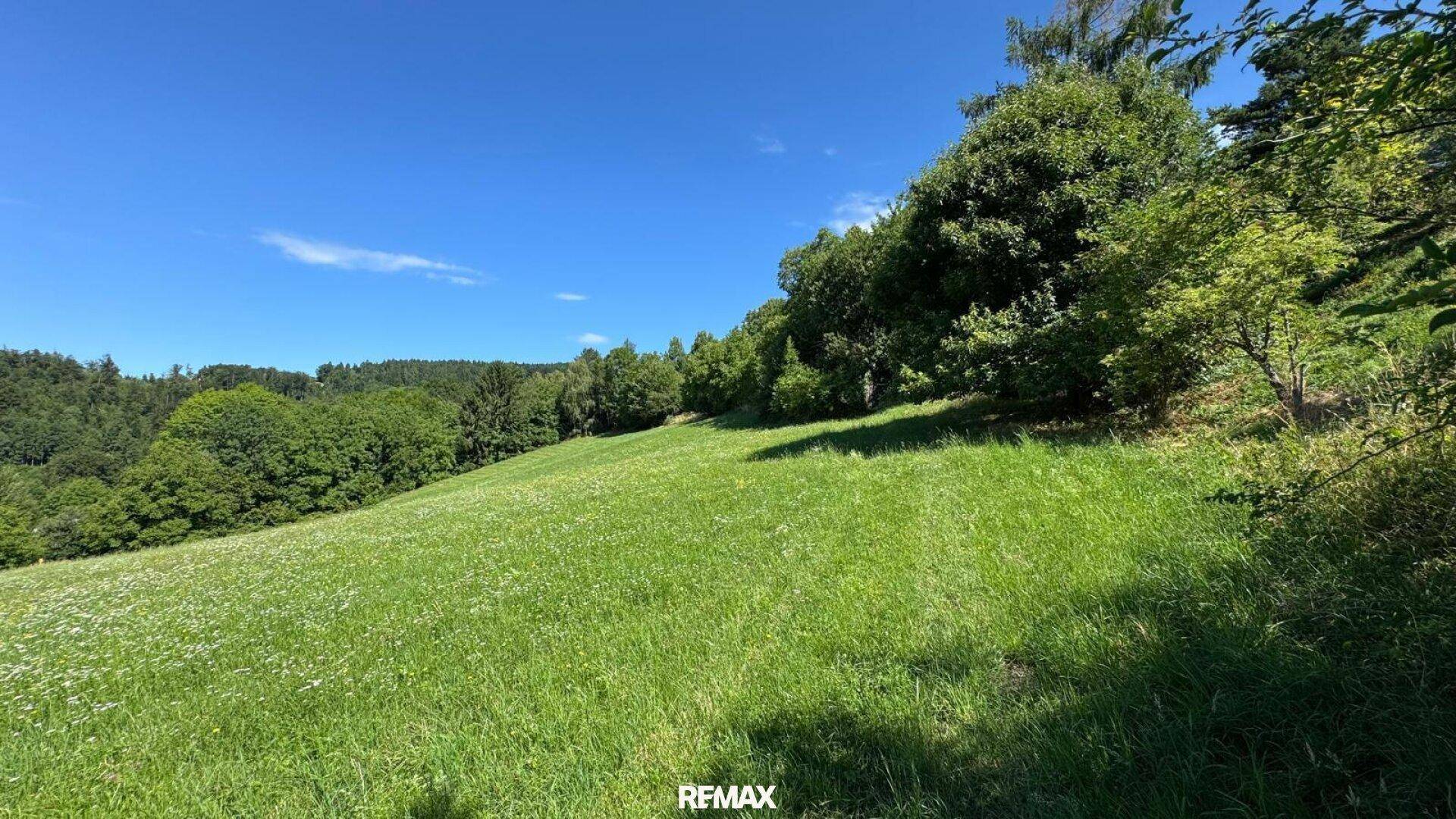 Sanft ansteigende grüne Wiese umgeben von dichtem Baumbestand unter einem strahlend blauen Himmel.
