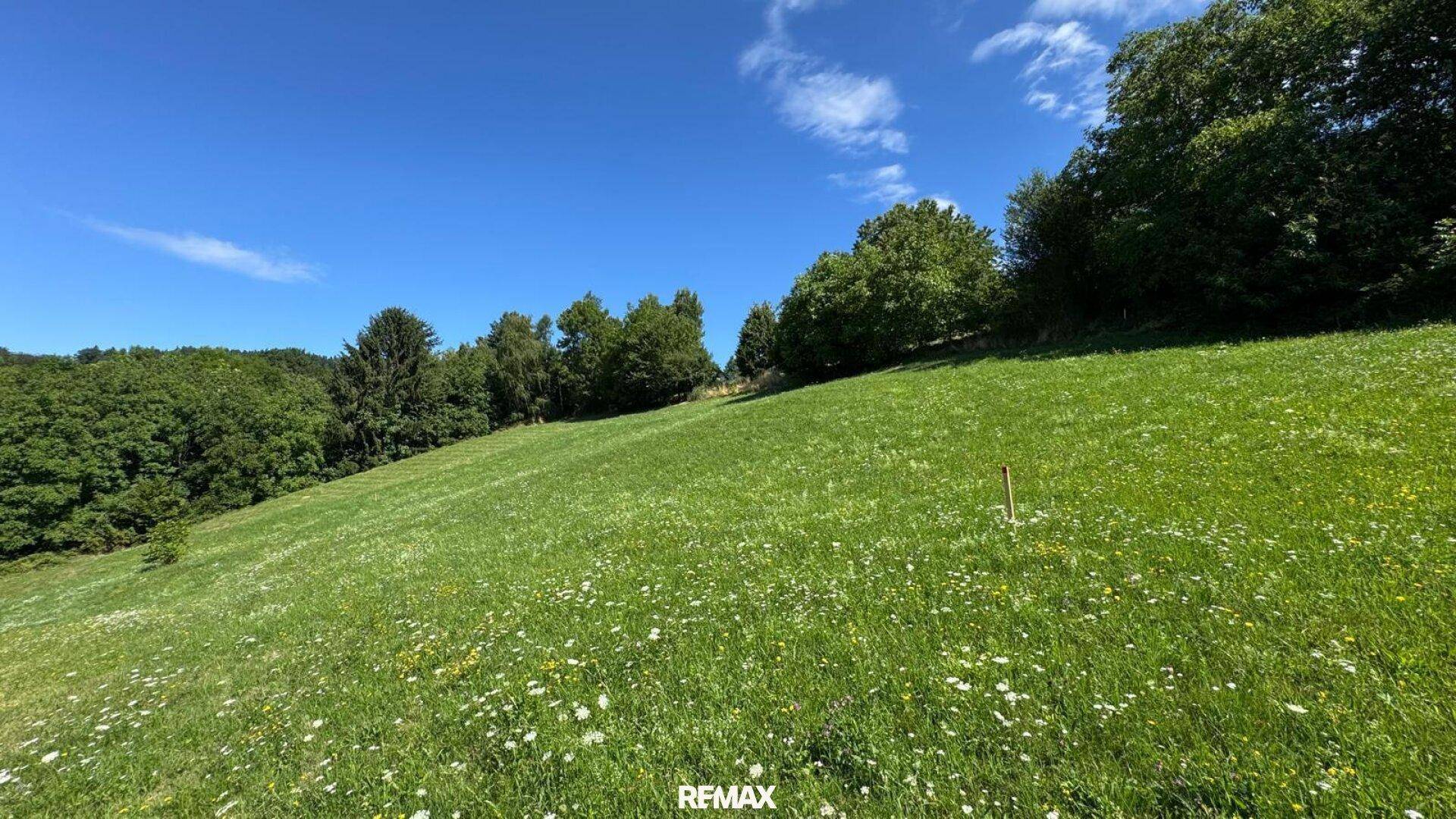 Weitläufige grüne Wiesenfläche mit vereinzelten Wildblumen und bewaldetem Hintergrund an einem sonnigen Tag.