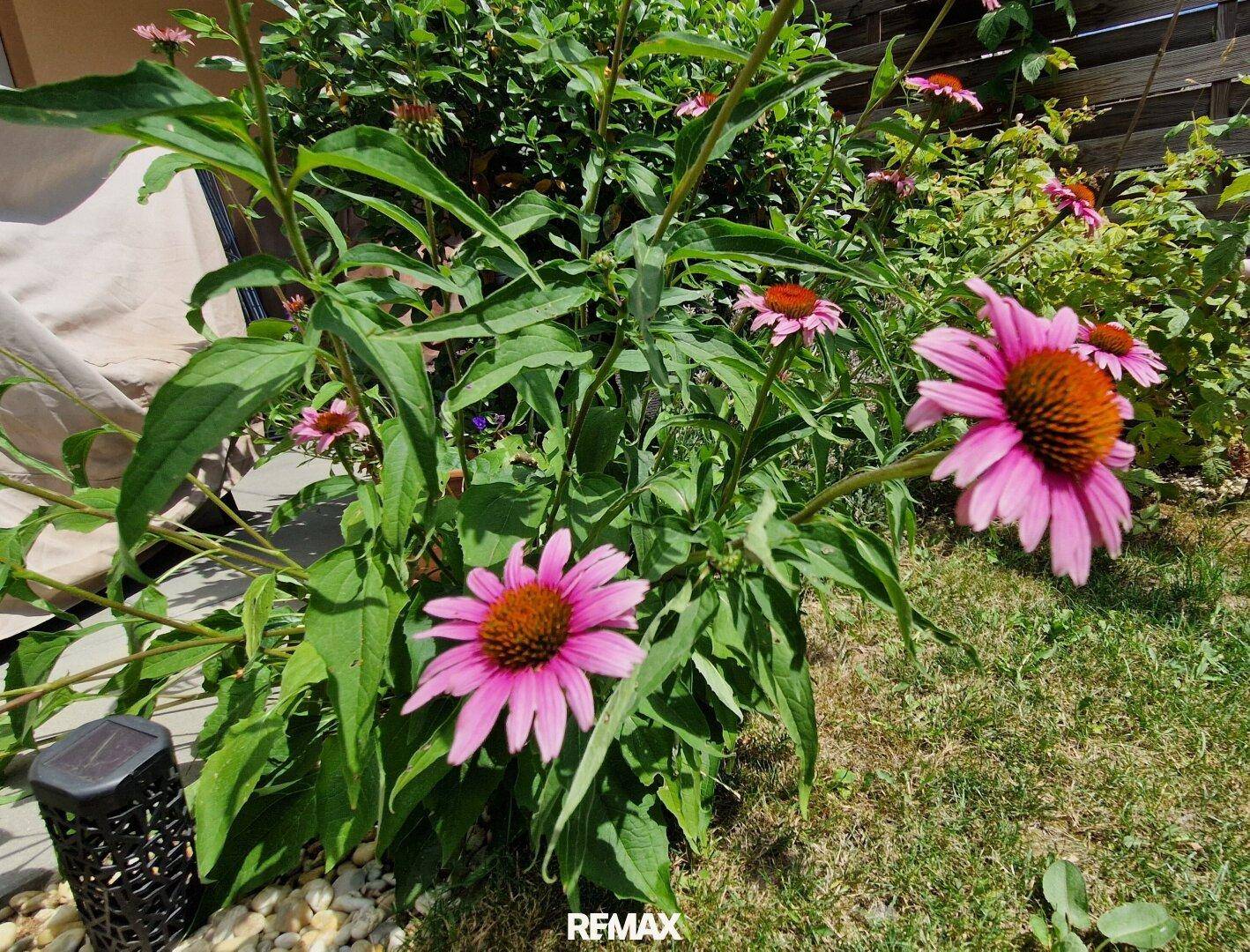 Nahaufnahme von rosa Blüten in einem gepflegten Gartenbereich.