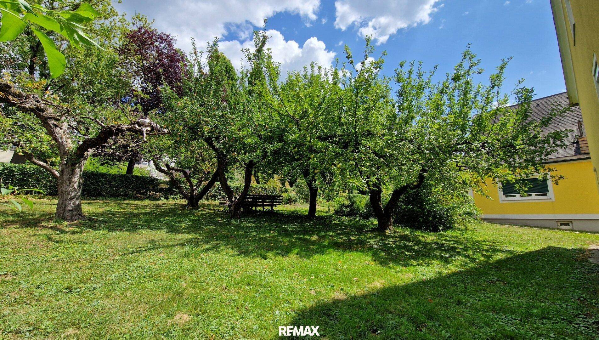 Grüner Garten mit alten Obstbäumen und einer Holzbank unter schattenspendenden Bäumen an einem sonnigen Tag.