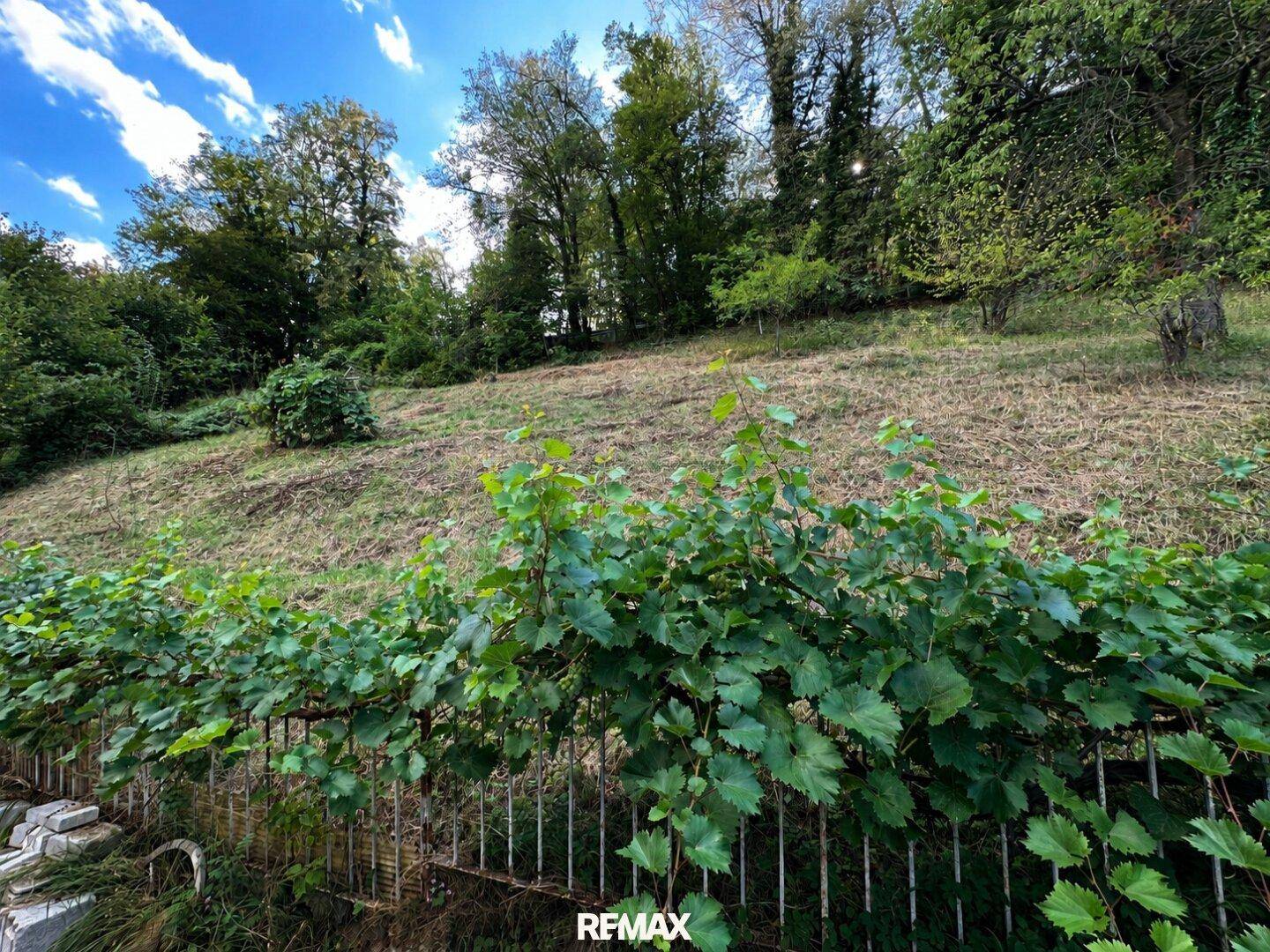 Grüne, leicht abfallende Gartenfläche mit Bäumen und Sträuchern unter einem strahlend blauen Himmel.