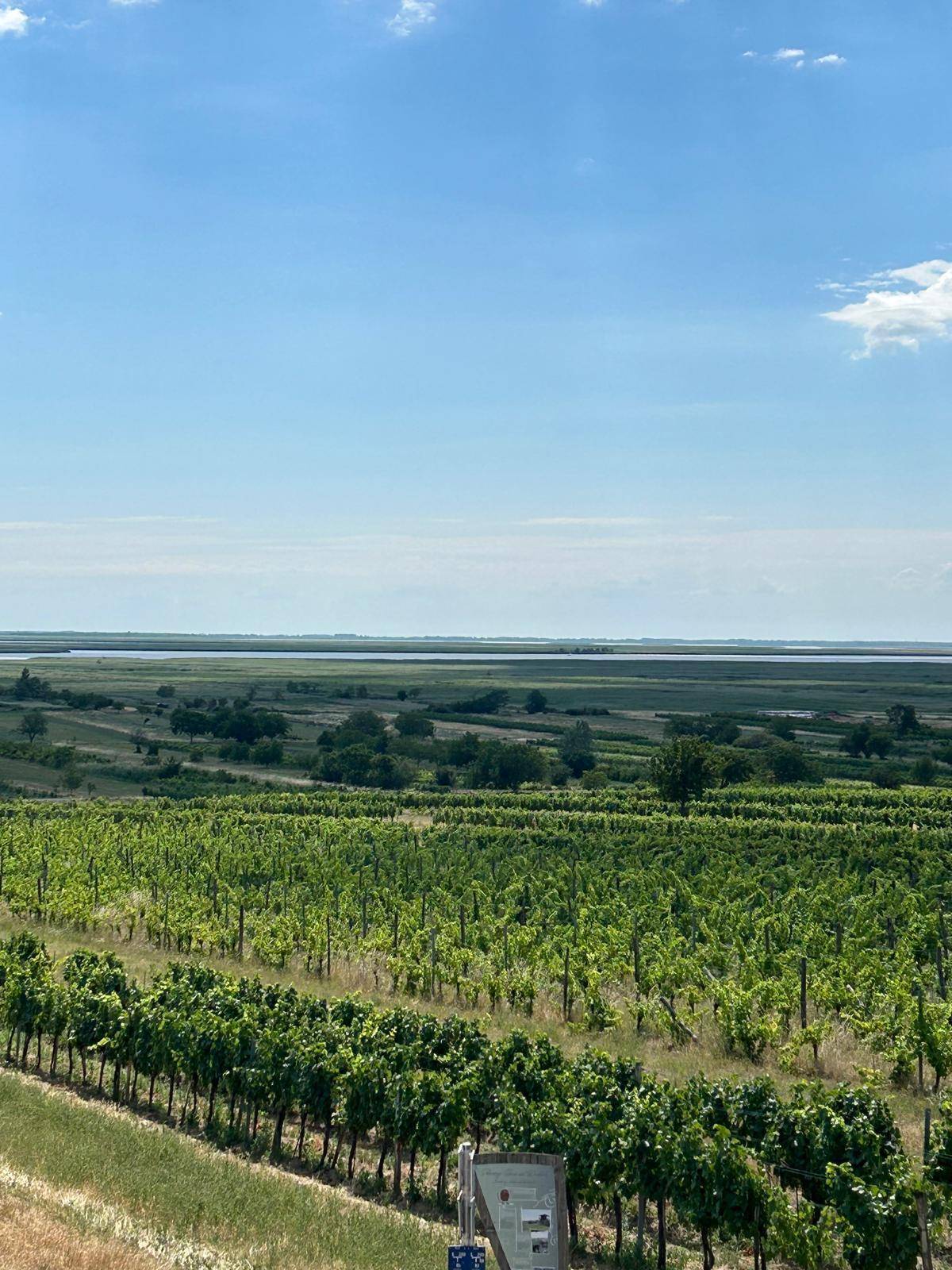 Weitläufiger Weinberg unter blauem Himmel mit Blick auf ein entferntes Gewässer und die Landschaft.
