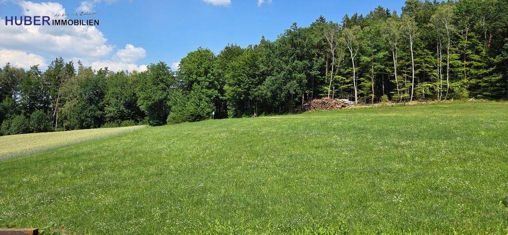 Weitläufige grüne Wiesen und Wälder unter einem strahlend blauen Himmel.