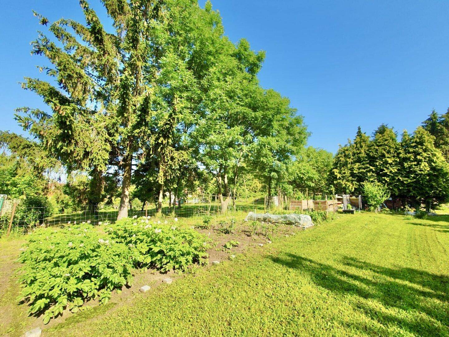 Großer, sonniger Garten mit Rasenflächen, hohen Bäumen und einem Gemüsegarten.