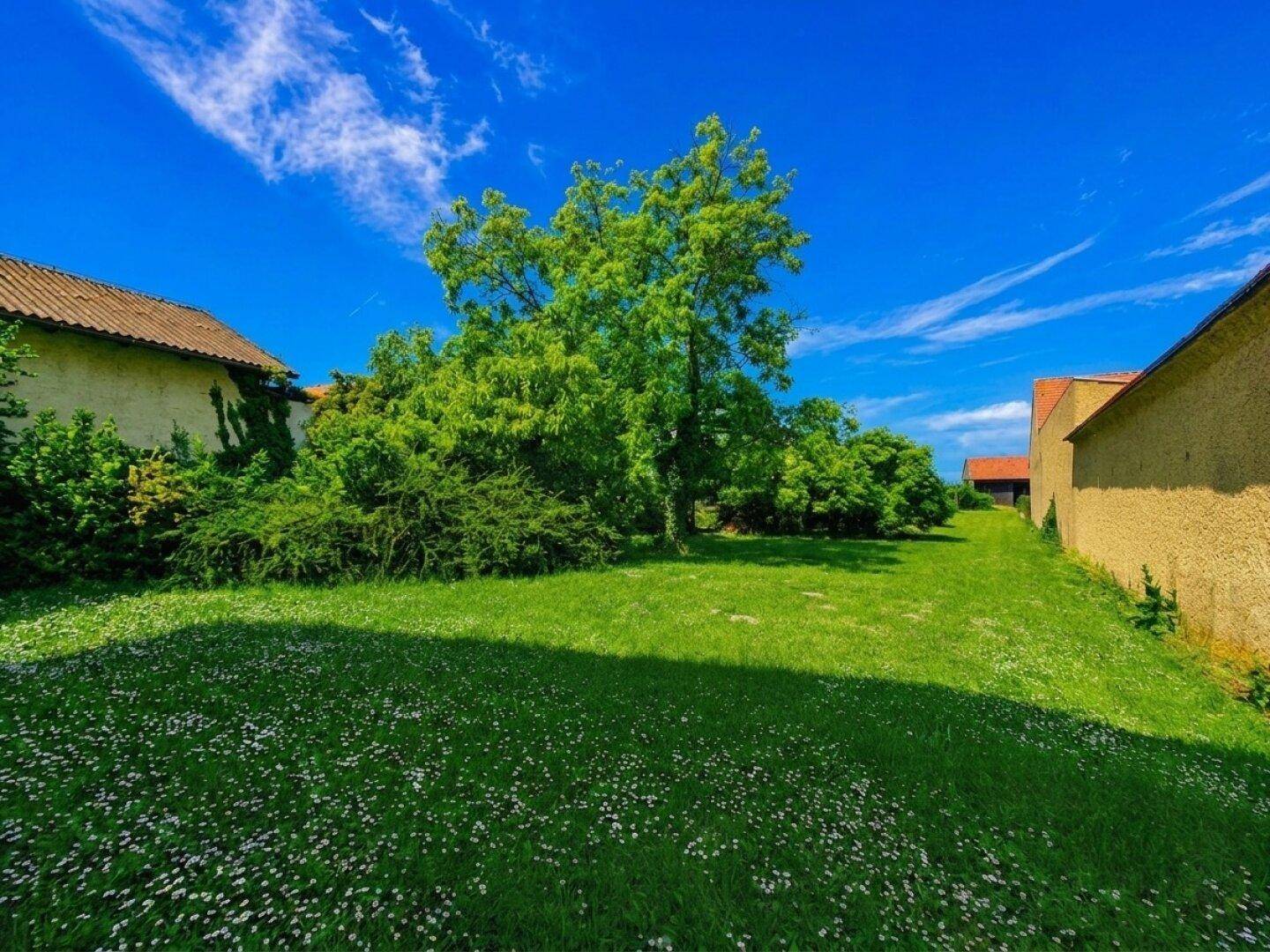 Große grüne Rasenfläche mit blühenden Blumen, altem Baum und umliegenden Gebäuden.