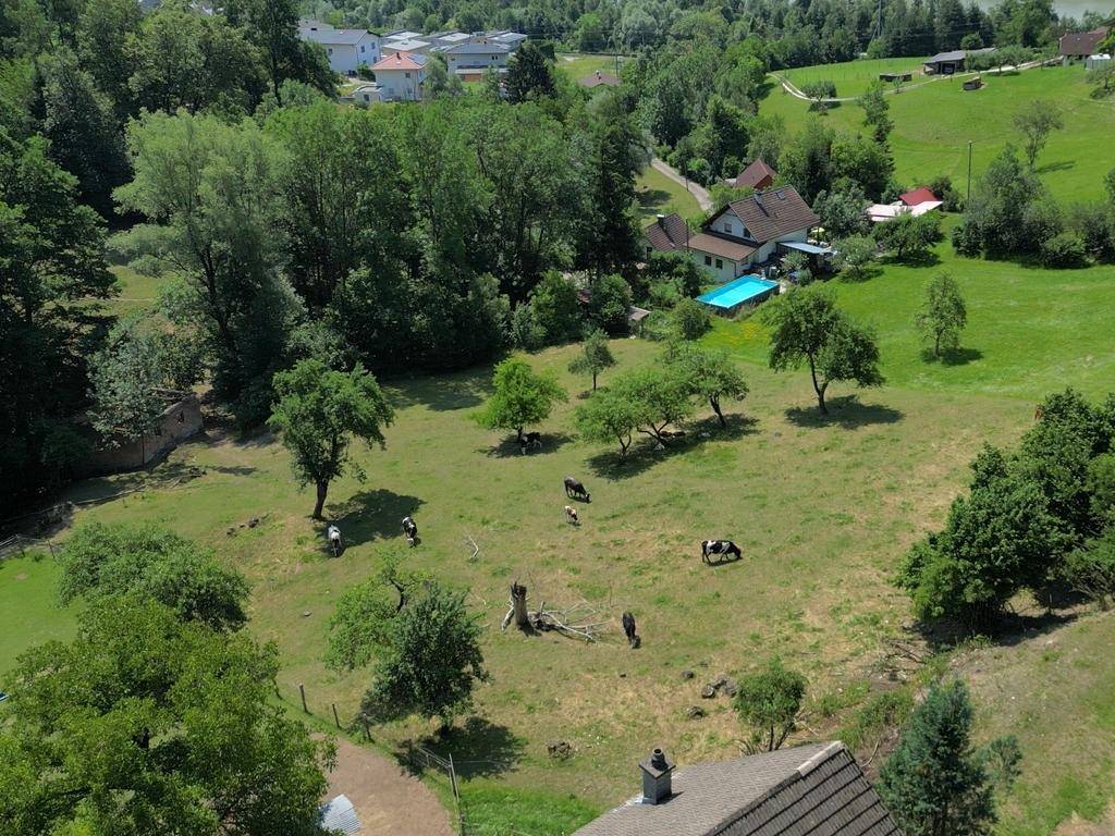 Ländliche Szene von oben mit Häusern, einem Pool, Weiden und Kühen unter Bäumen.