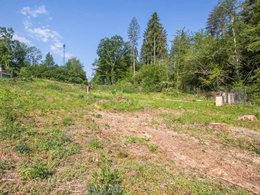 Unbebautes Grundstück mit grüner Vegetation und einem angrenzenden Waldgebiet unter blauem Himmel.