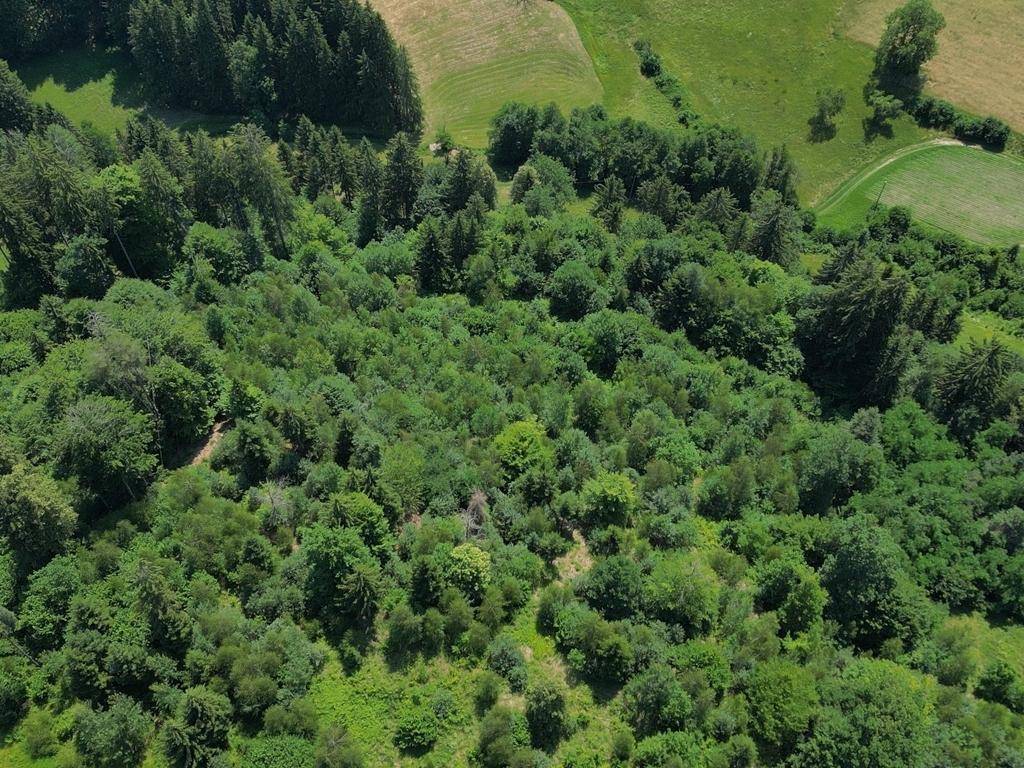 Luftaufnahme einer weitläufigen Waldlandschaft mit angrenzenden landwirtschaftlichen Feldern.