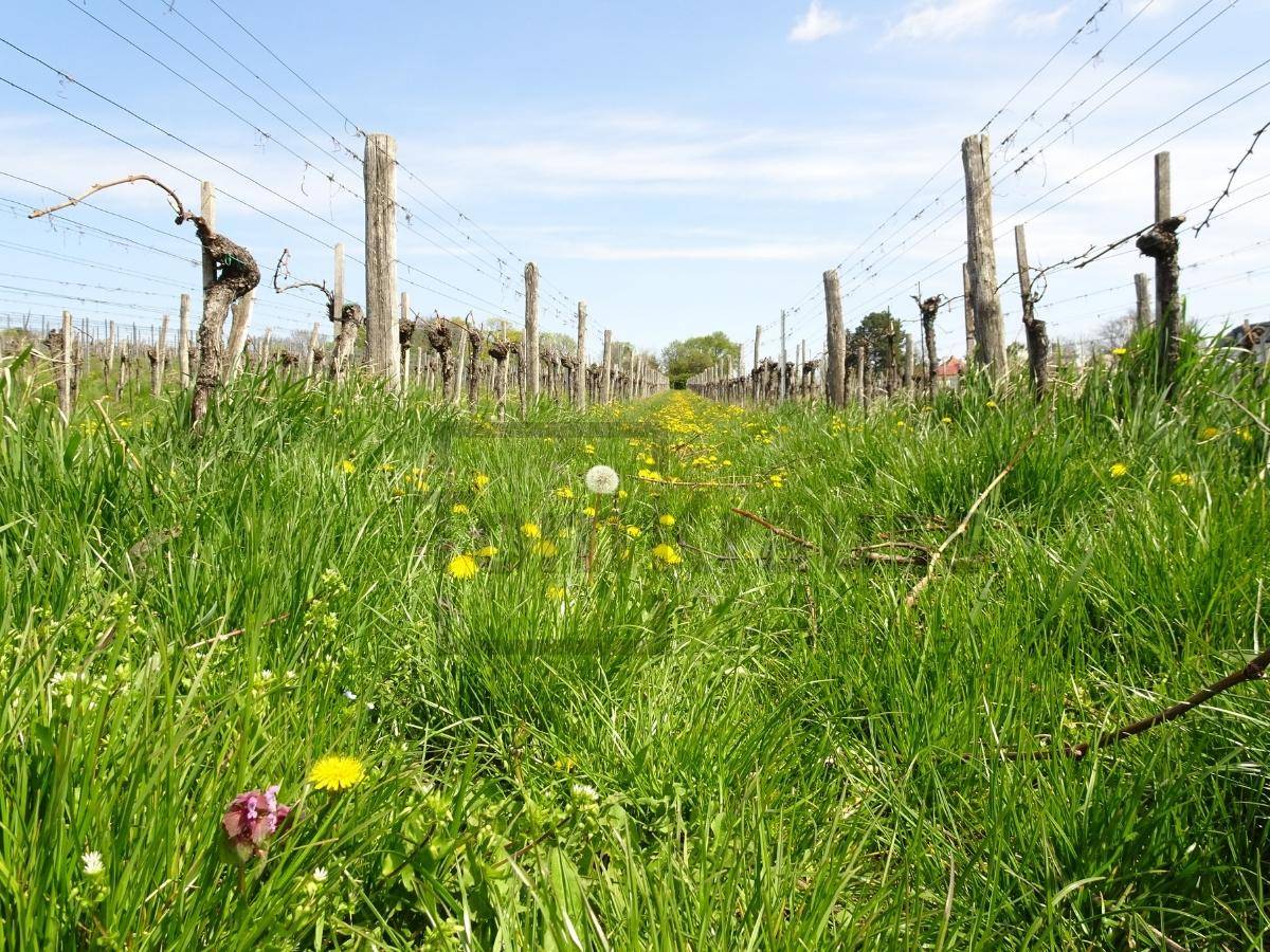 Weingarten mit jungen Reben und grünen Wiesen unter blauem Himmel, typisch für die Region.