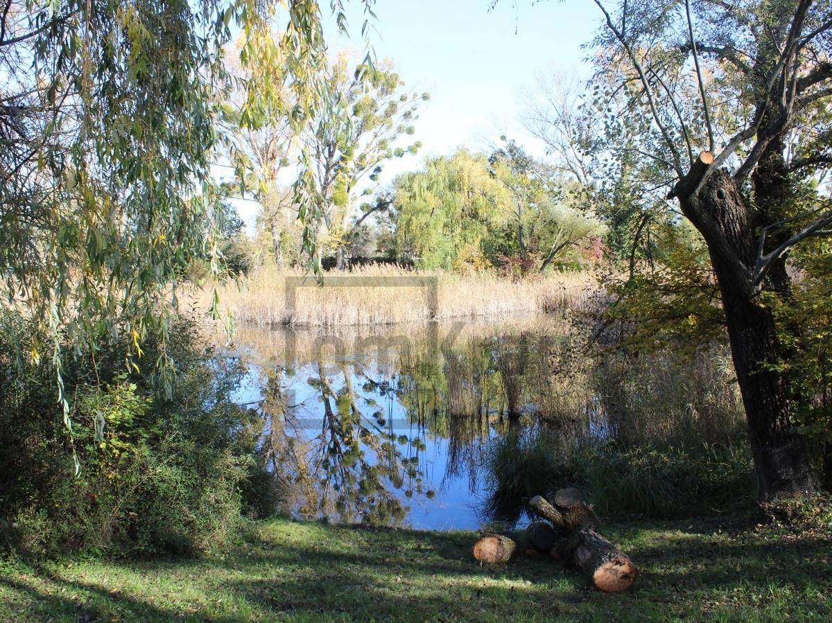 Uferbereich eines Sees mit umgestürzten Baumstämmen und dichter Vegetation.