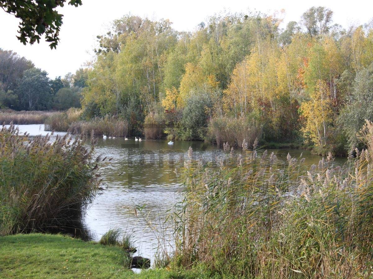 Ruhiger See mit Schwänen und üppiger Ufervegetation in herbstlicher Färbung.