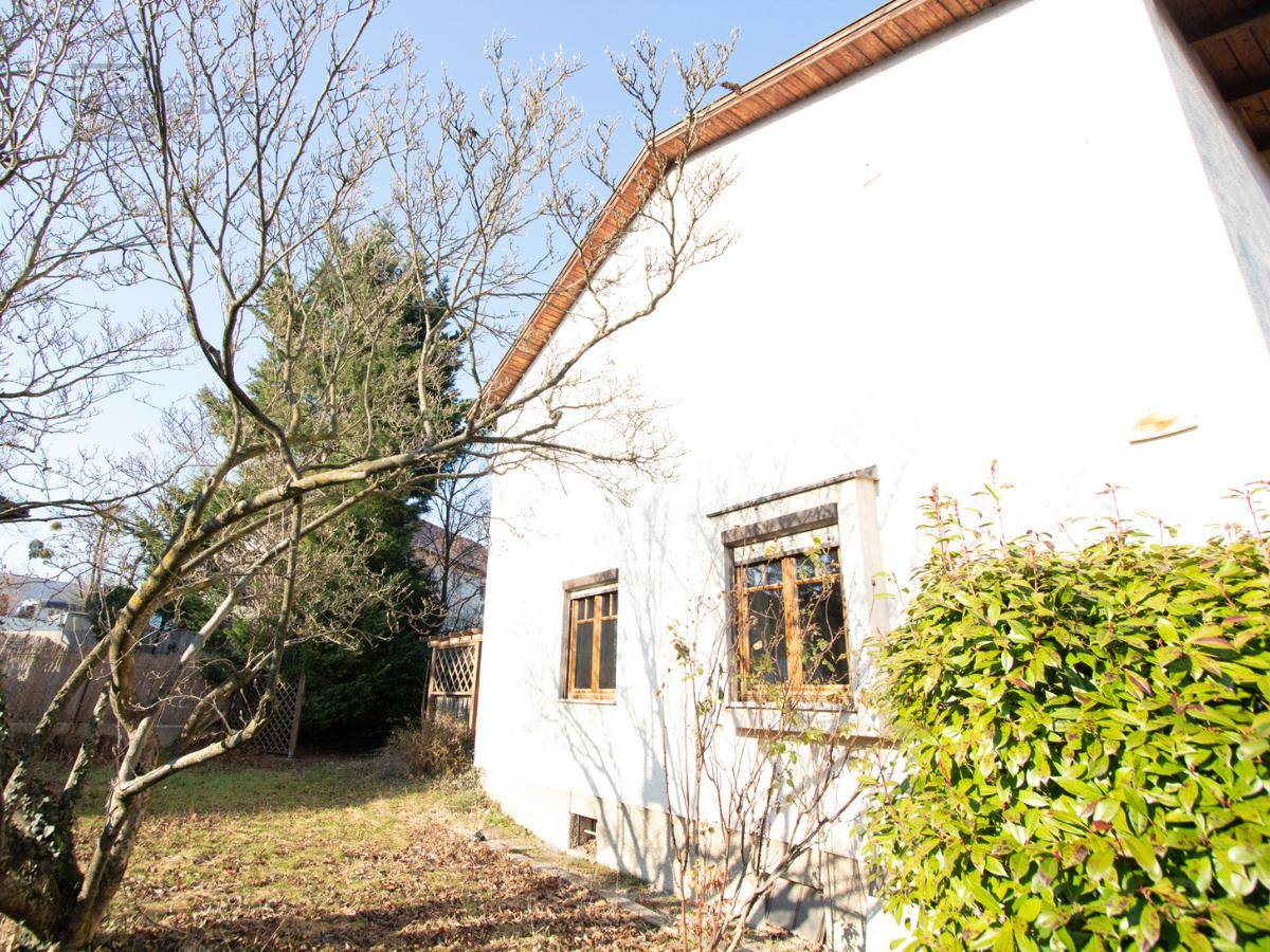 Seitenansicht des Hauses mit einem großen, naturbelassenen Garten und einem kahlen Baum.