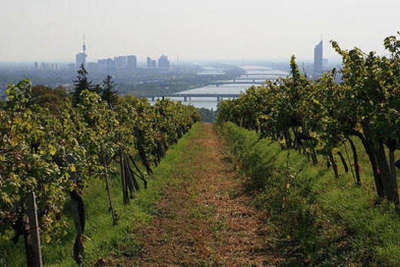 Blick entlang einer Weinbergreihe mit der Donau und der Wiener Skyline im Dunst des Tages.