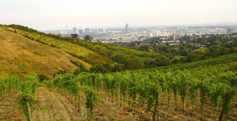 Weitläufige Weinberge an einem sonnigen Hang mit Blick auf die Stadt Wien in der Ferne.