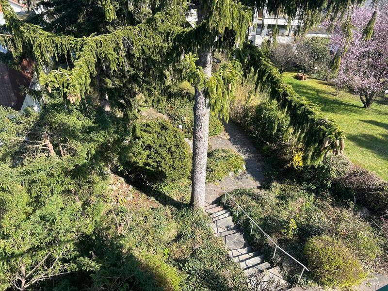 Gartenanlage mit hohen Bäumen, Steinstufen und üppiger Vegetation, von oben betrachtet.