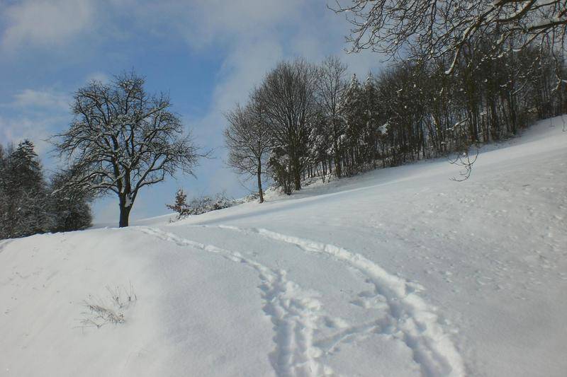 Weite, schneebedeckte Landschaft mit Bäumen unter blauem Himmel.