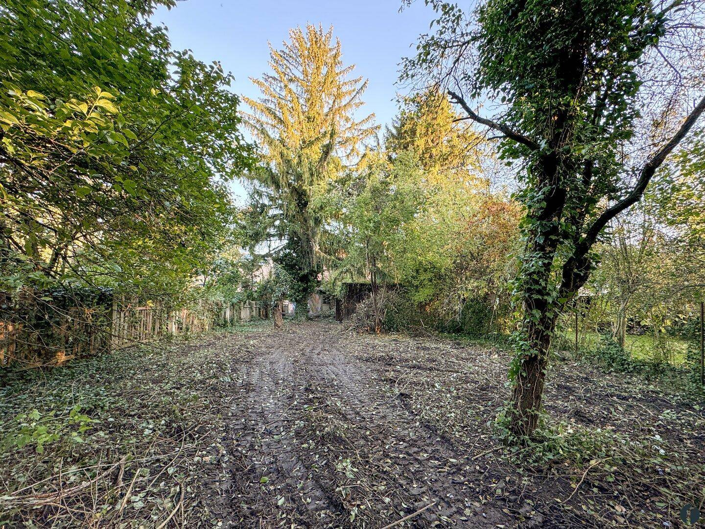 Großes, gerodetes Grundstück mit altem Baumbestand und viel Potenzial für einen zukünftigen Garten.