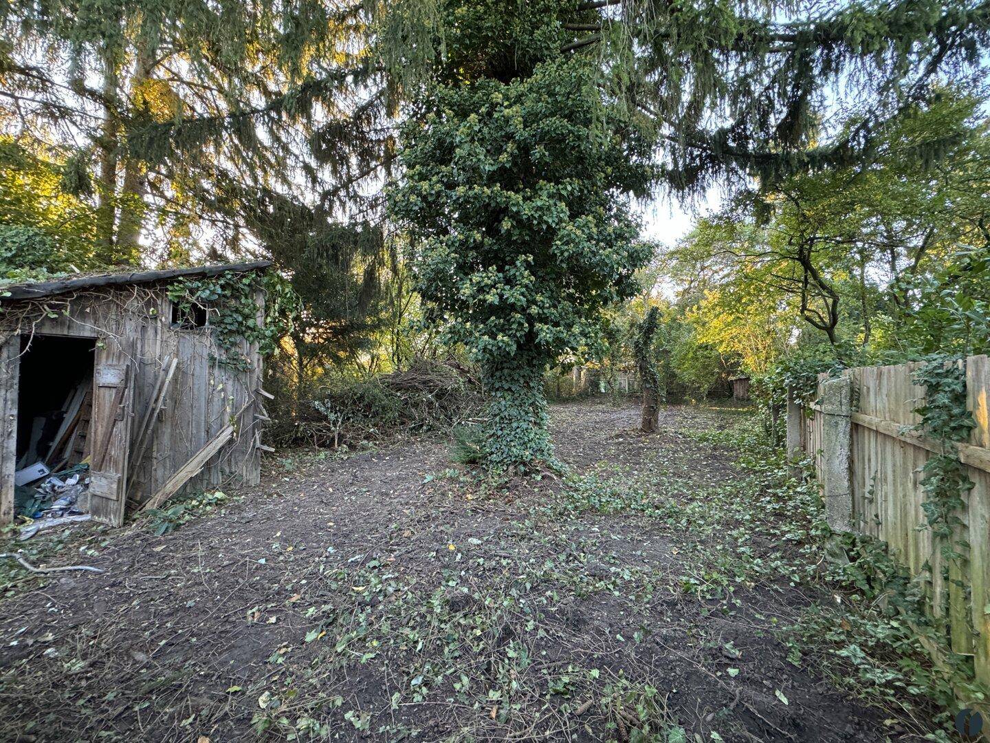Gerodetes Gartengrundstück mit einem alten Holzschuppen und hohem Baumbestand im Hintergrund.