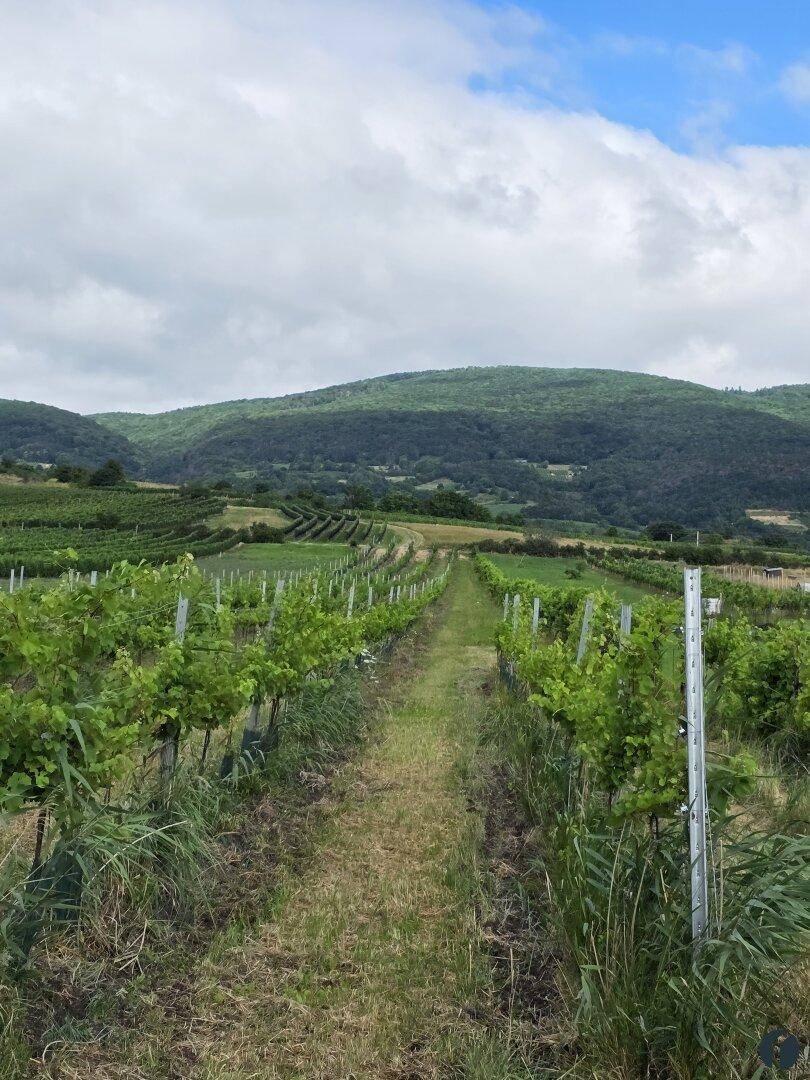 Weingärten